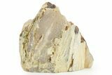Polished Agate Replaced Petrified Wood Limb Cast - Nevada #371208-2